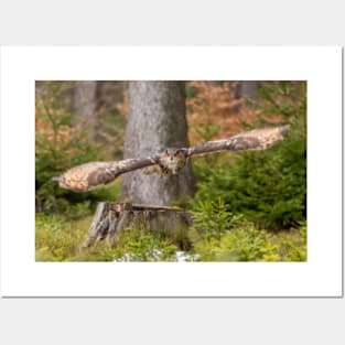 Eagle Owl in flight. Posters and Art